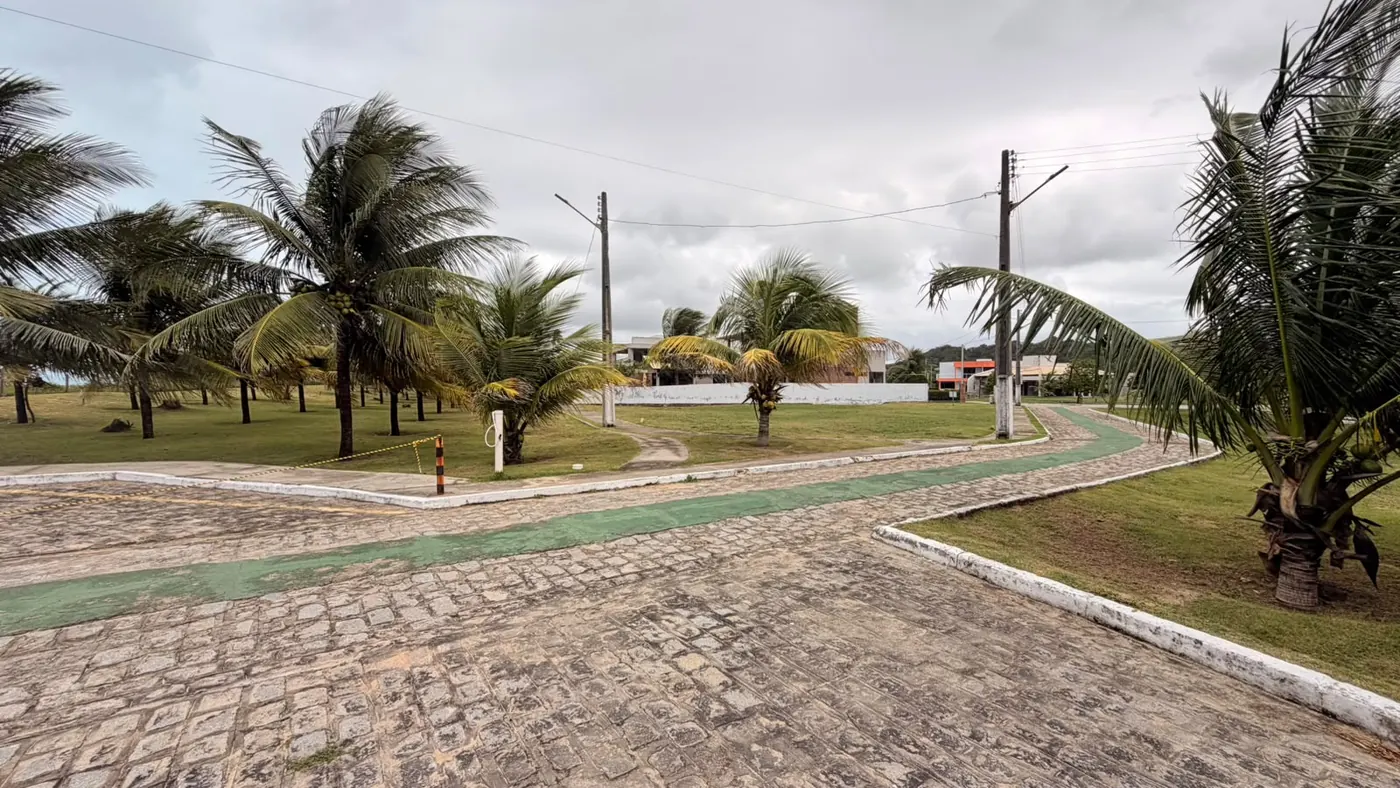 Ruas arborizadas com coqueiros